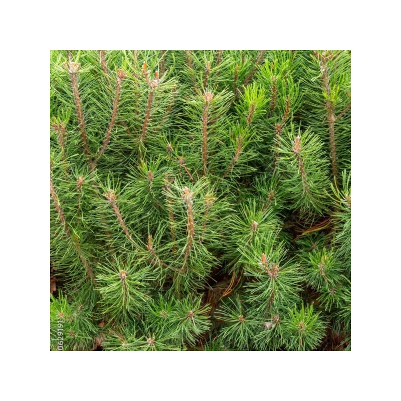 Pinus mugo subsp. mugo