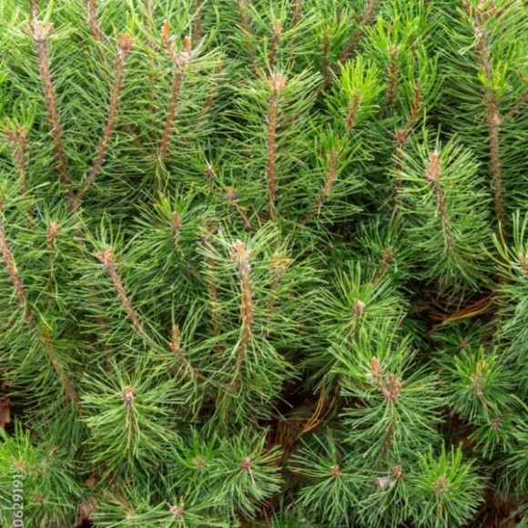 Pinus mugo subsp. mugo