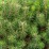 Pinus mugo subsp. mugo