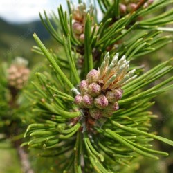 Pinus mugo subsp. mugo
