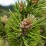 Pinus mugo subsp. mugo