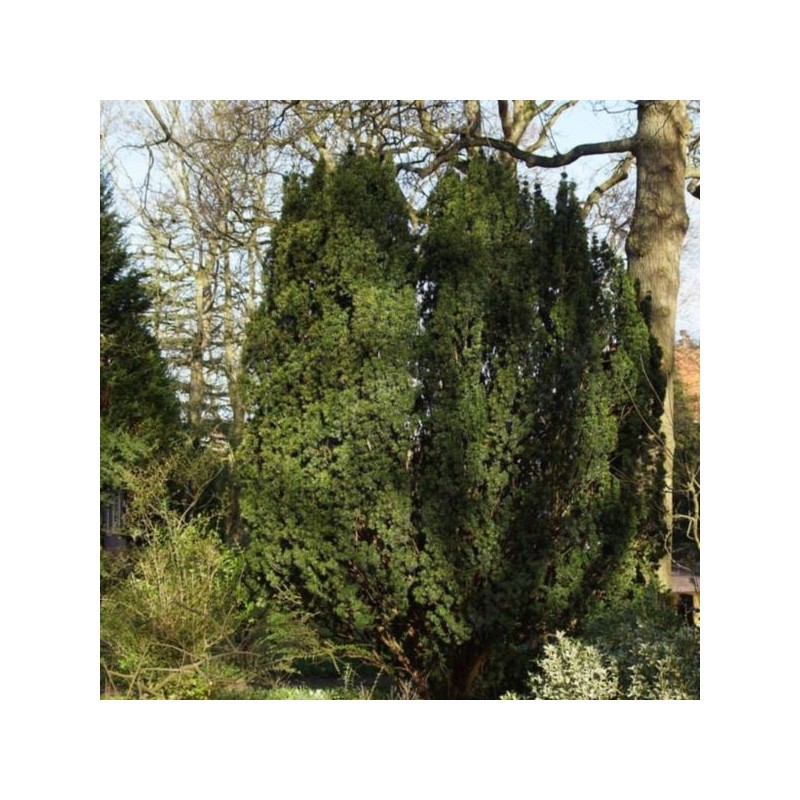 Taxus baccata 'Fastigiata'