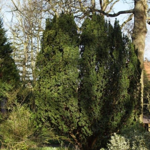 Taxus baccata 'Fastigiata'