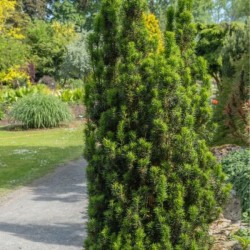 Taxus baccata 'Fastigiata'