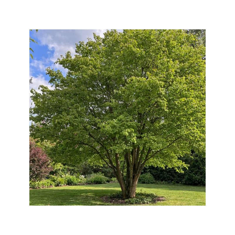 Cercidiphyllum japonicum