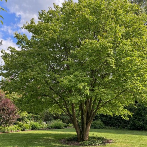 Cercidiphyllum japonicum