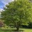 Cercidiphyllum japonicum