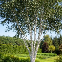 Betula utilis 'Doorenbos'