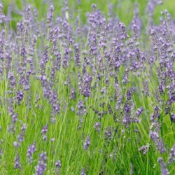 Lavandula ×intermedia...