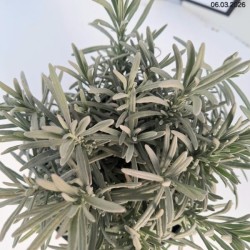 Lavandula ×intermedia PHENOMENAL 'Niko'