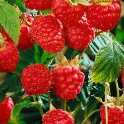 Rubus idaeus 'Meeker'