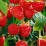 Rubus idaeus 'Meeker'