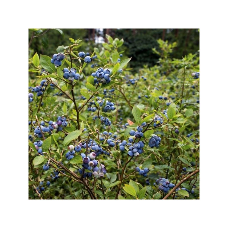 Vaccinium corymbosum 'Meader'