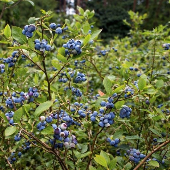 Vaccinium corymbosum 'Meader'