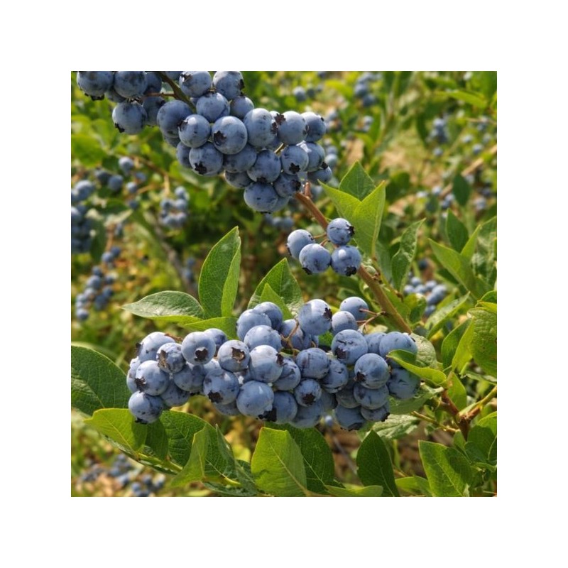 Vaccinium corymbosum 'Elliot'