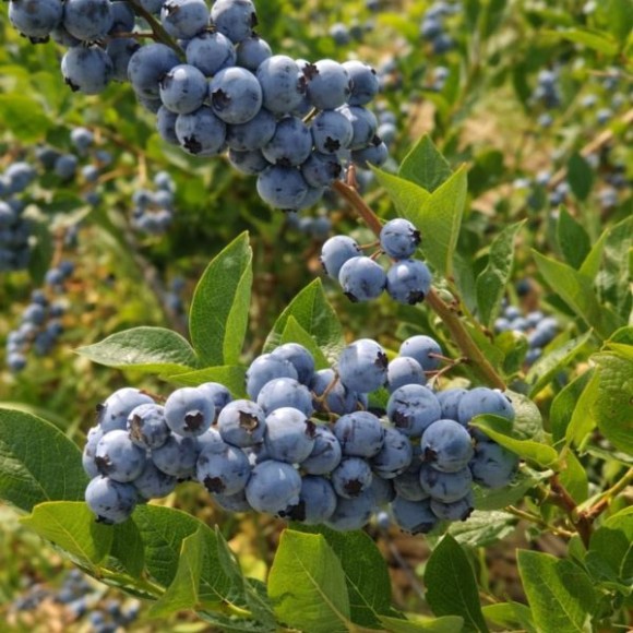 Vaccinium corymbosum 'Elliot'