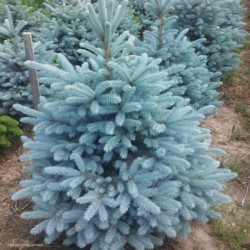 Picea pungens 'Majestic Blue'