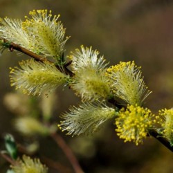 Salix repens