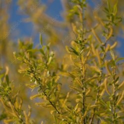 Salix repens