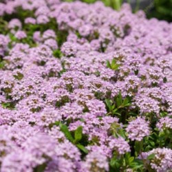 Thymus longicaulis