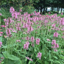 Betonica officinalis 'Pink...