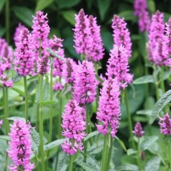 Betonica officinalis 'Hummelo'