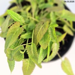 Betonica officinalis 'Hummelo'