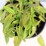 Betonica officinalis 'Hummelo'