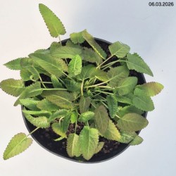 Betonica officinalis 'Hummelo'