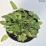 Betonica officinalis 'Hummelo'