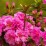 Rhododendron 'Thekla'