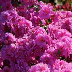 Rhododendron 'Thekla'