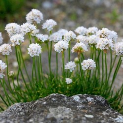 Armeria maritima 'Alba'
