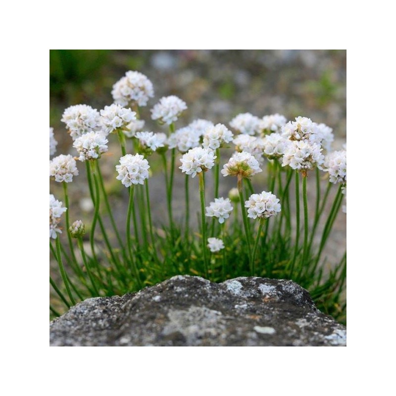 Armeria maritima 'Alba'