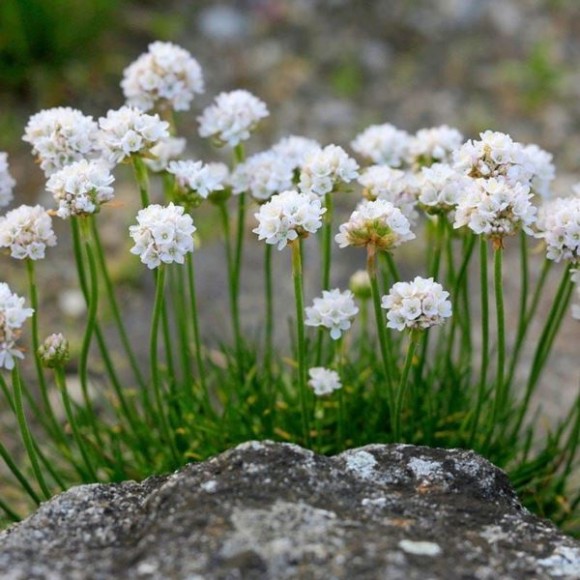 Armeria maritima 'Alba'