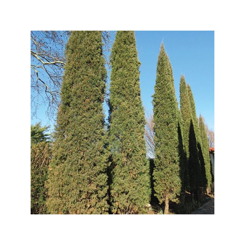 Juniperus chinensis 'Spartan'