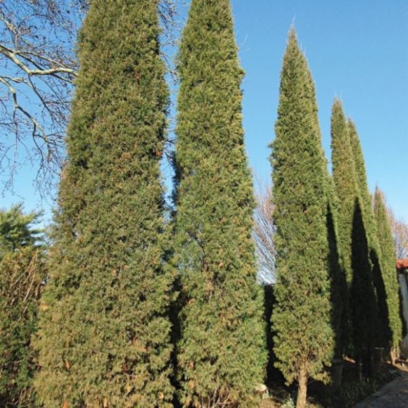 Juniperus chinensis 'Spartan'