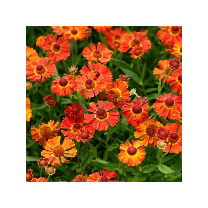 Helenium 'Little Orange'