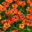 Helenium 'Little Orange'