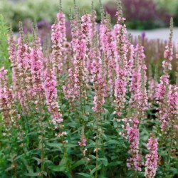 Lythrum salicaria 'Blush'