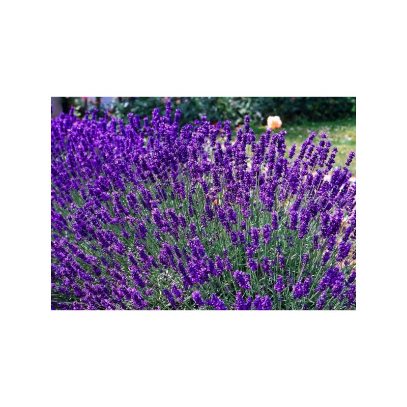 Lavandula angustifolia 'Dwarf Blue'