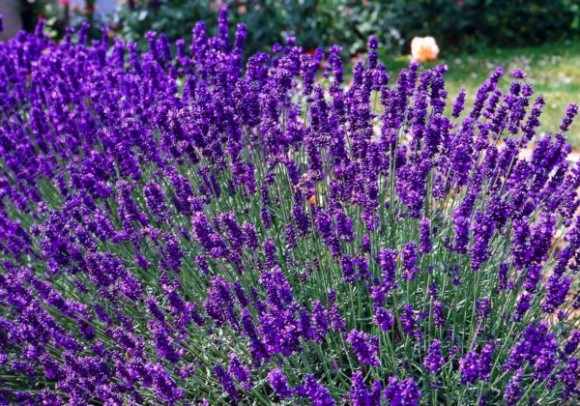 Lavandula angustifolia 'Dwarf Blue'