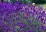 Lavandula angustifolia 'Dwarf Blue'