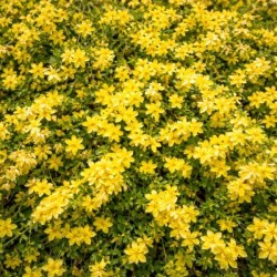Jasminum nudiflorum