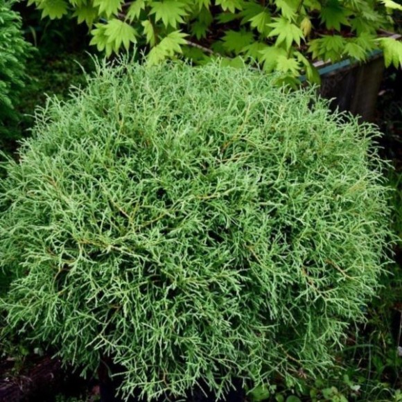 Thuja occidentalis 'Mr Bowling Ball'
