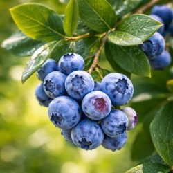 Vaccinium corymbosum...