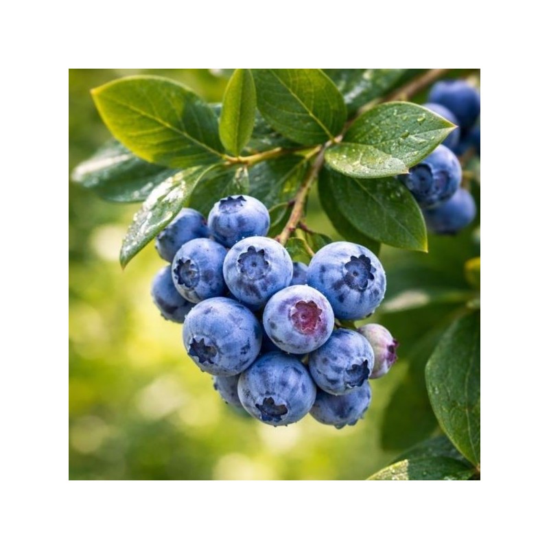 Vaccinium corymbosum 'Bluegold'