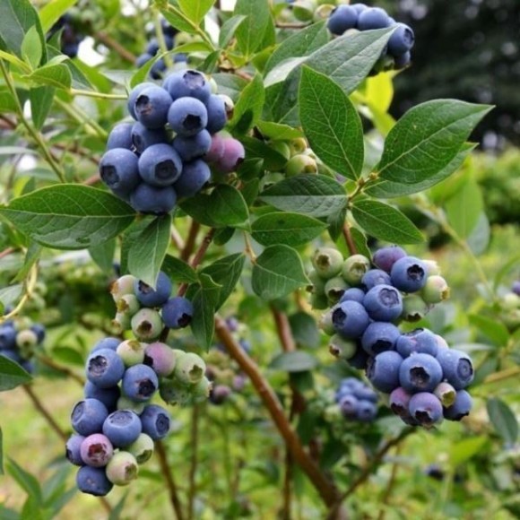 Vaccinium corymbosum 'Duke'