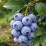 Vaccinium corymbosum 'Bonus'