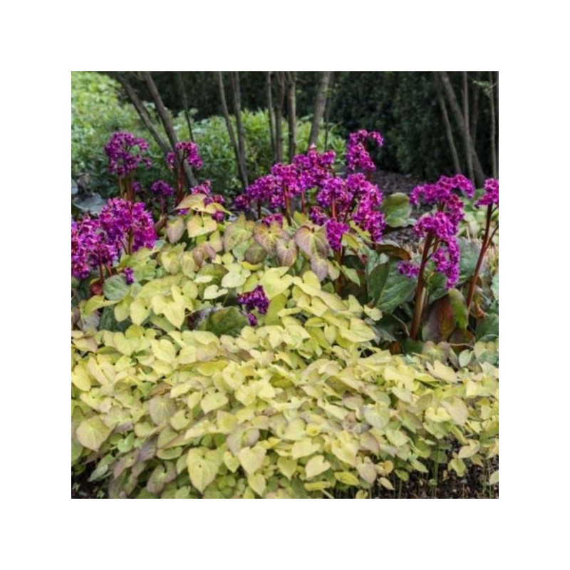 Bergenia cordifolia 'Eroica'